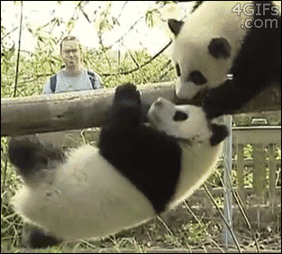 panda-fazendo=parkour